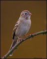 _0SB0485 field sparrow